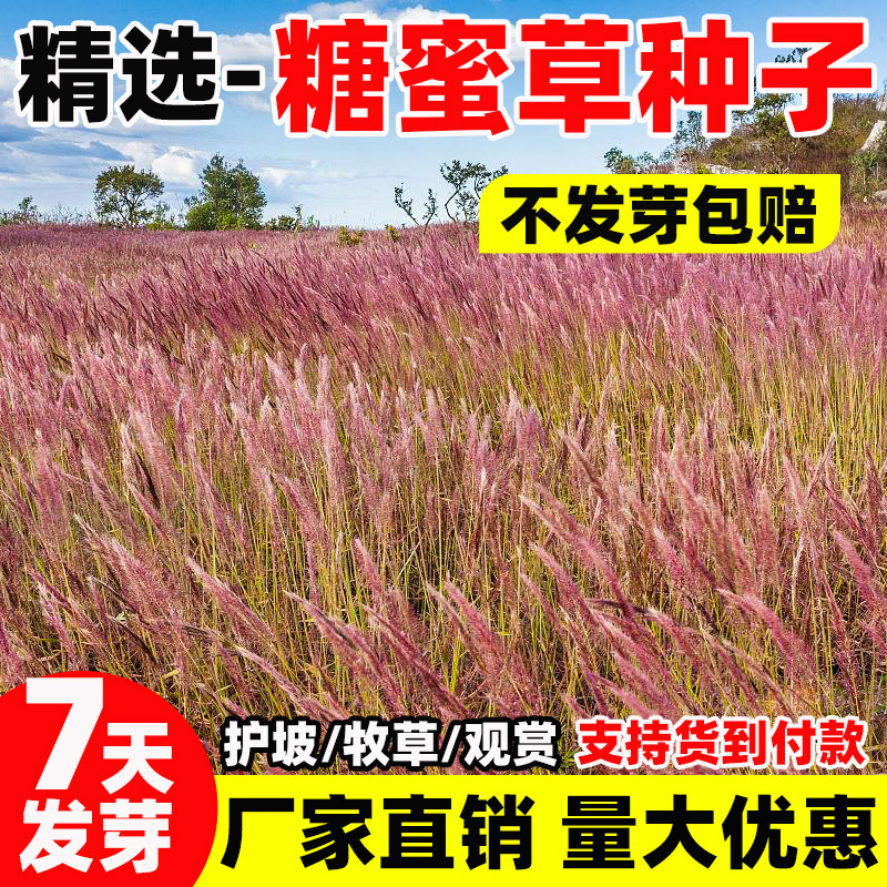 糖蜜草种子蜜糖草坡地毛冠草花境花园配景耐寒多年生盆栽观赏草籽