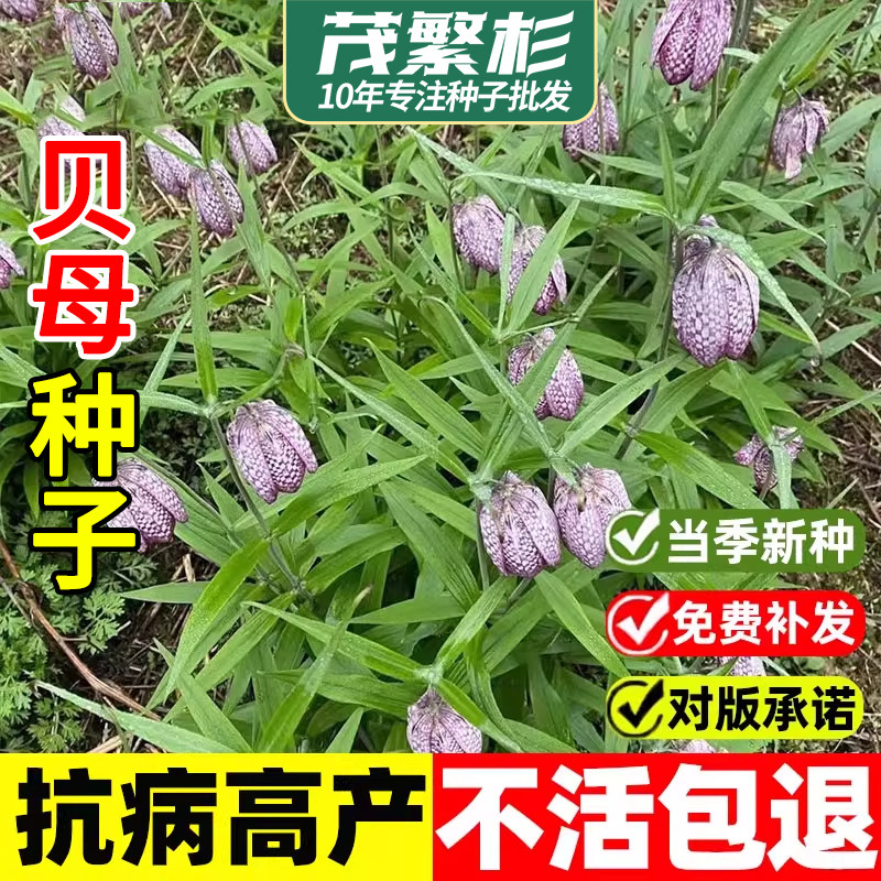 贝母种子野生川贝母种籽