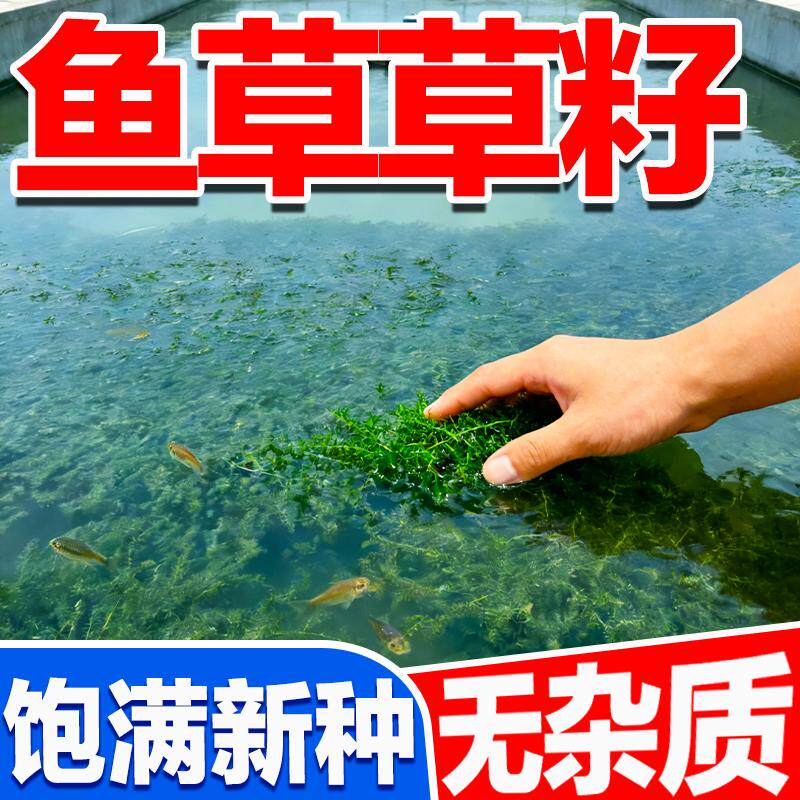 鱼草草籽水生水草鱼塘净化水质养虾养鱼养螃蟹易养护水生草种子籽