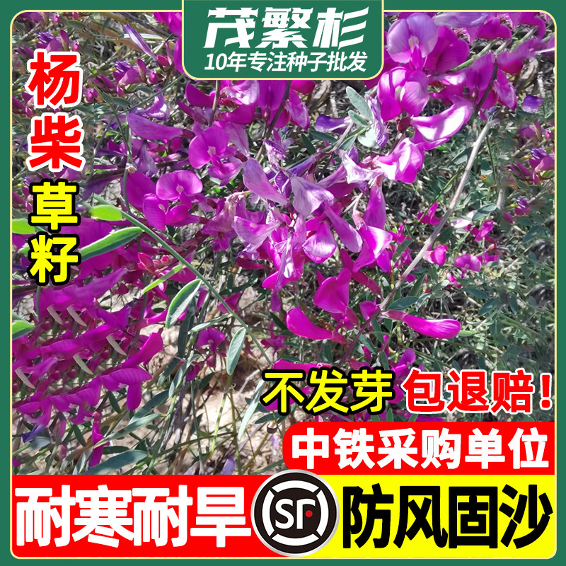 杨柴种子羊柴籽防风固沙沙漠种籽