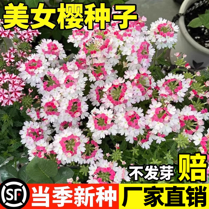 精选细叶美女樱种子四季播花卉