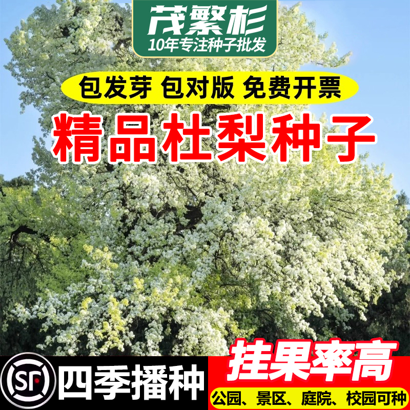 杜梨种子新采棠梨土梨海棠梨