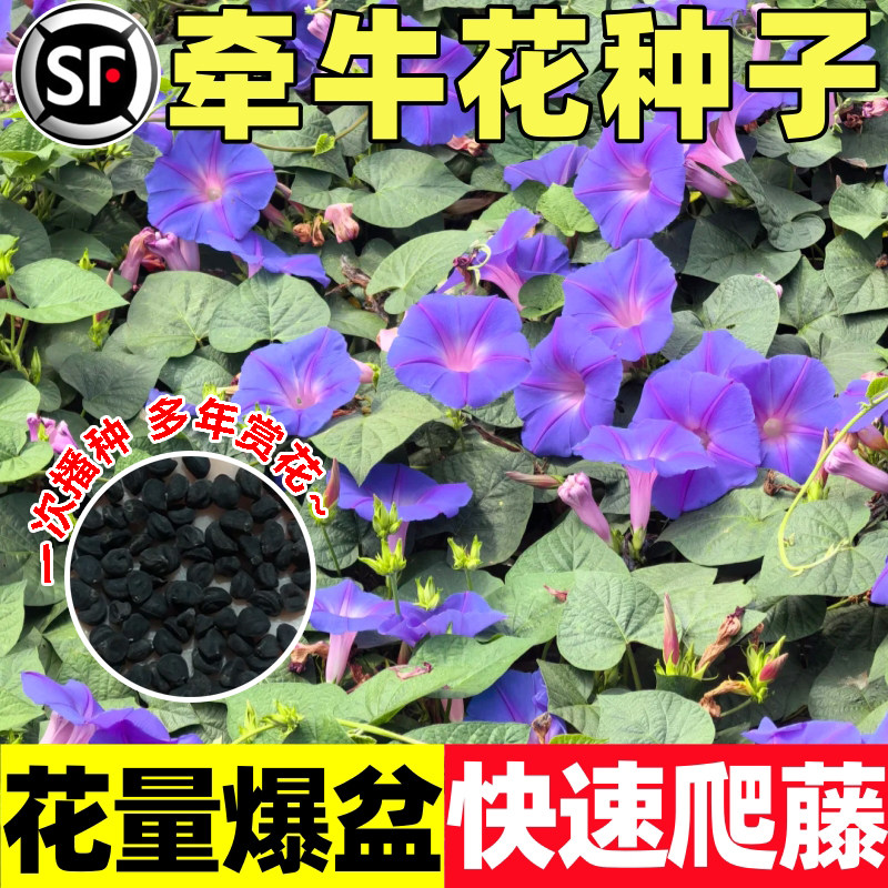 牵牛花种子爬藤混色庭院阳台盆栽花种籽子花海四季播种喇叭花种孑