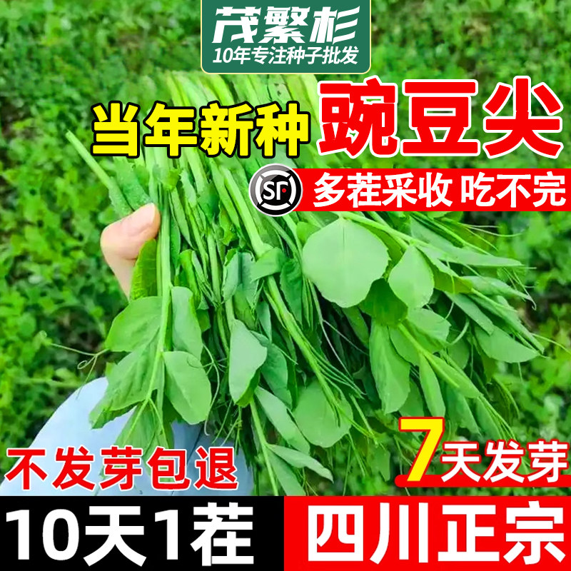 豌豆尖种子优质豌豆苗种籽四季播菜籽好吃芽苗菜无须豌豆蔬菜种籽