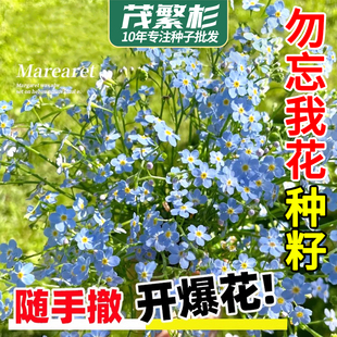 勿忘草籽花种子勿忘我星辰不凋花多年生宿根耐寒好养易活花卉种孑