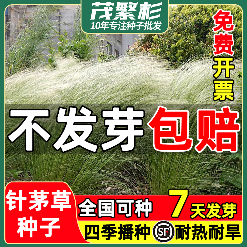 细茎针茅种子多年生羽毛草籽庭院花园乡村室外花坛花镜造景观赏草