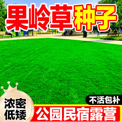 高尔夫球场专用四季常青果岭草籽