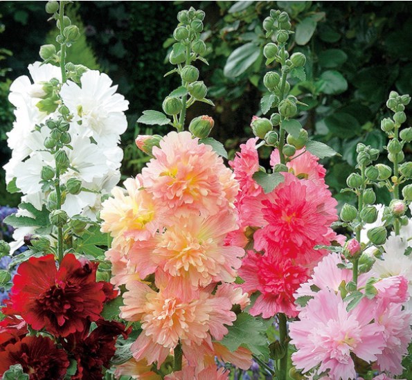 蜀葵 花种 春秋 四季 开花 多年生 宿根