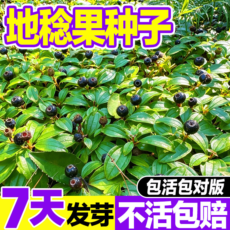 精品地稔果种籽药用观赏庭院盆栽荒地覆绿护坡匍匐地被绿化种籽子