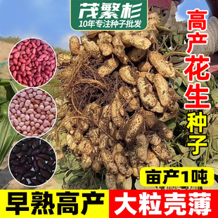 高产花生种子红皮四粒花生早熟皮薄原种大花生品种优质带壳红花生