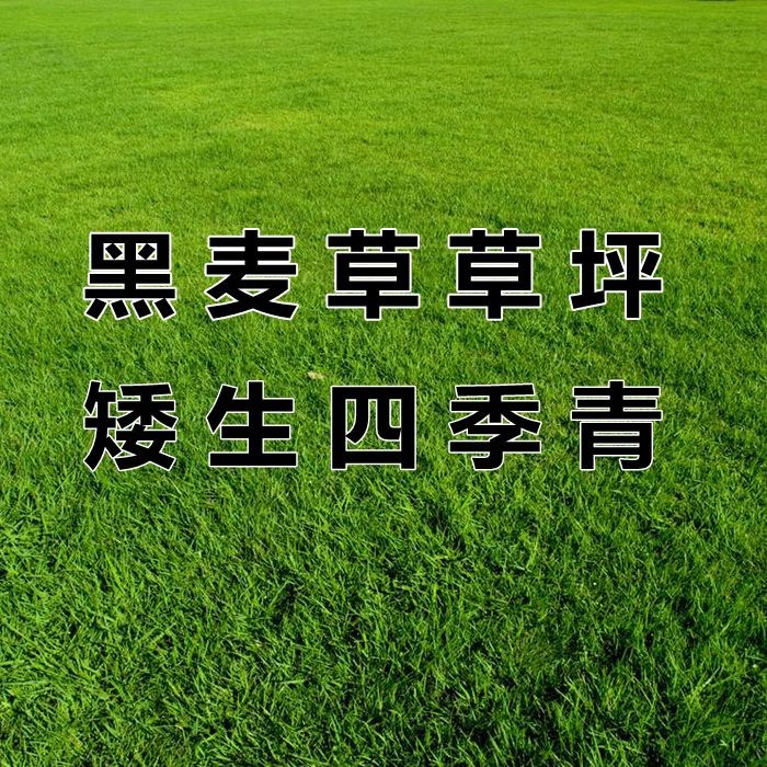 多年生黑麦草种子室外庭院草坪绿化耐旱不修剪草籽四季草耐寒种籽