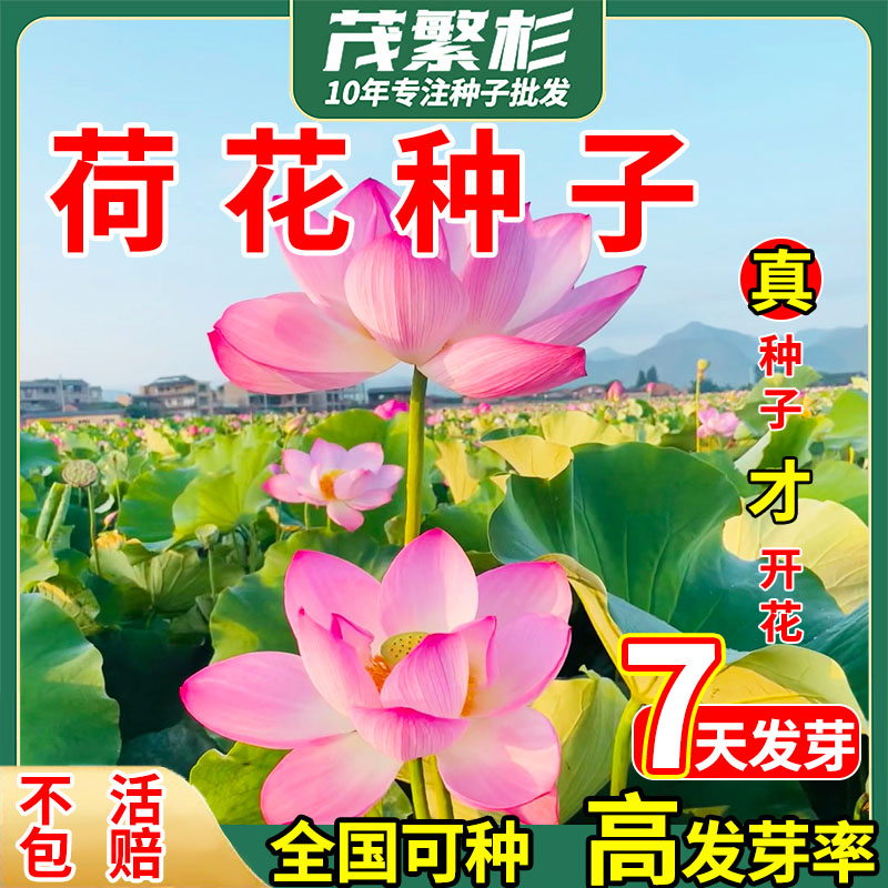 大型室外盆栽荷花种子茂繁杉观赏