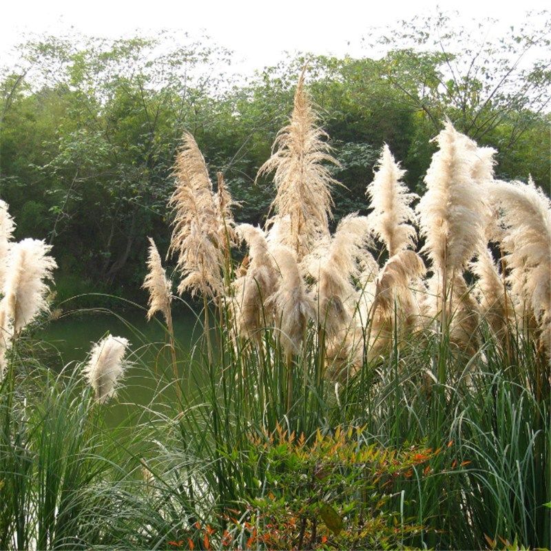 芦苇种子水生植物水草养虾鱼净化水质池塘水塘防泥土流失沙漠芦苇