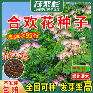 合欢树种子坡固土灌木草籽多年生草种子耐盐耐碱工程复绿见土就活