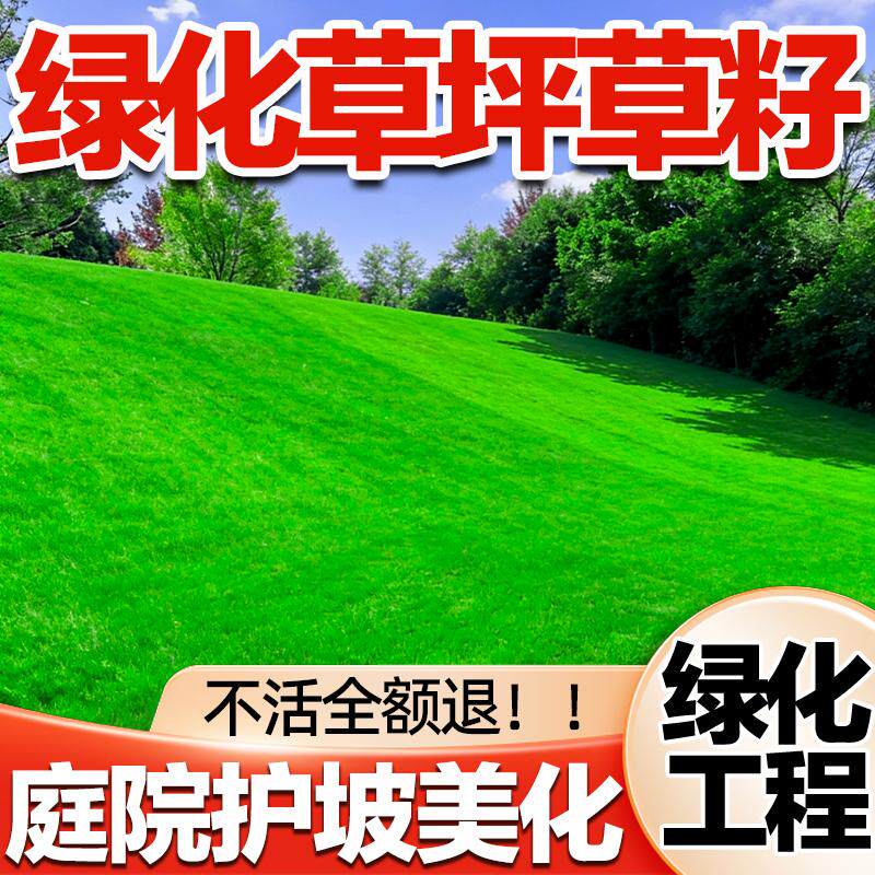 黑麦草四季常青耐踩易活种子