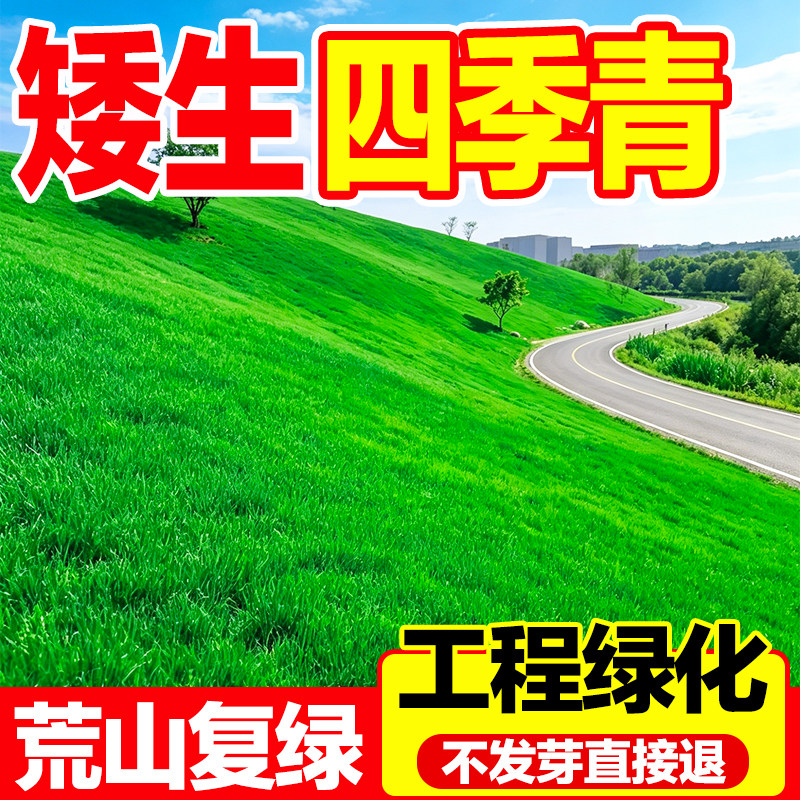 矮生四季青草籽耐热边坡荒山复绿