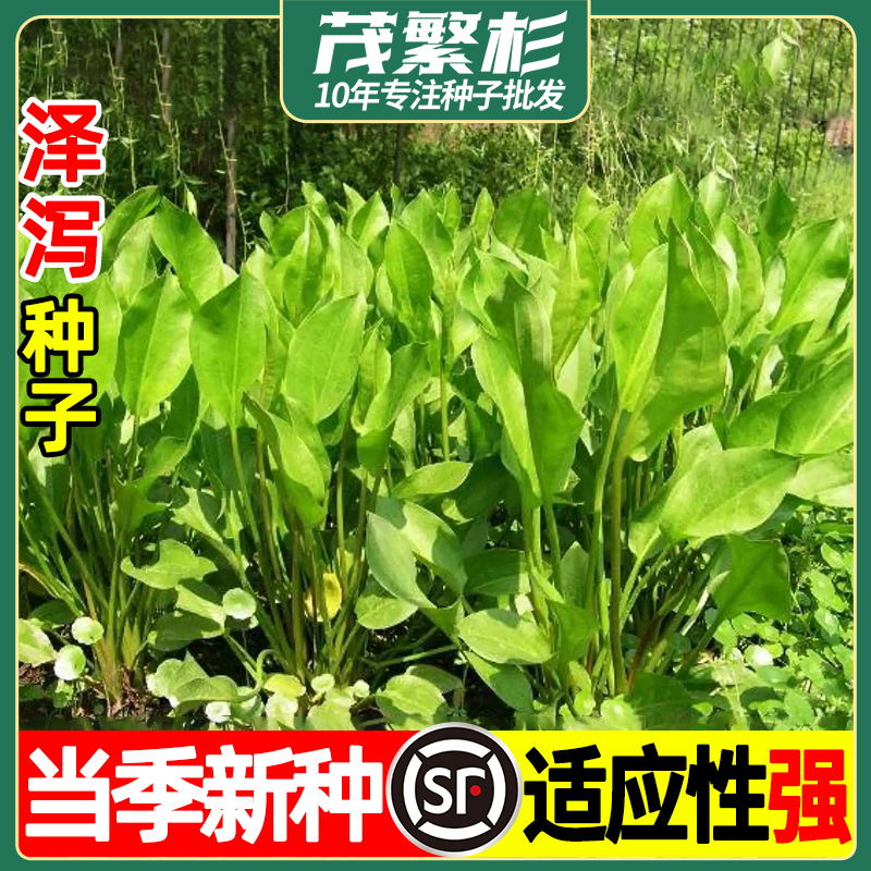 泽泻种子水生植物湿地花卉池塘河道绿化净化空气中草药植物种子