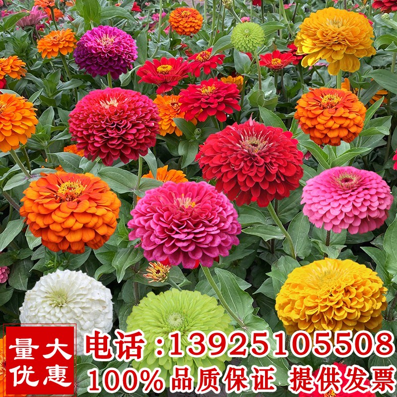 百日草花种子重瓣混色百日菊花籽四季开花易活花种子庭院室外种籽