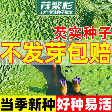高产芡实种籽鸡头米鸡头果种子苏芡欠实苗茨实鸡头莲梗杂交大颗粒