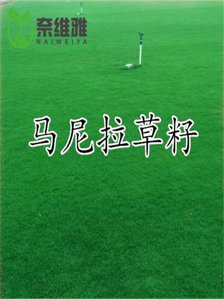 草坪种子不修剪草皮草种护坡固土四季常青马尼拉草籽庭院四季播种
