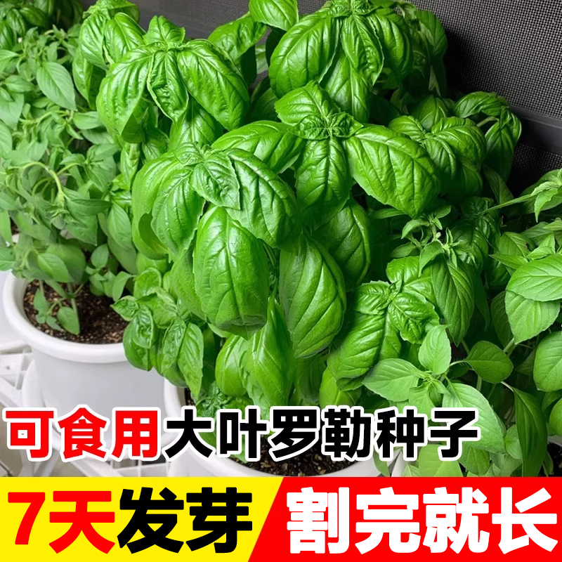 罗勒叶种子九层塔籽阳台庭院四季