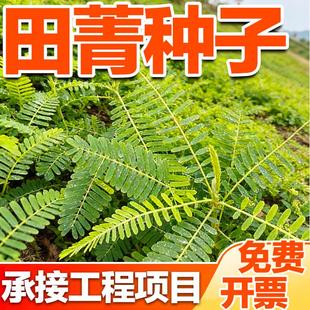 田菁种子新采野生涝豆种籽耐涝抗逆性强果园绿肥土壤改良专用种子