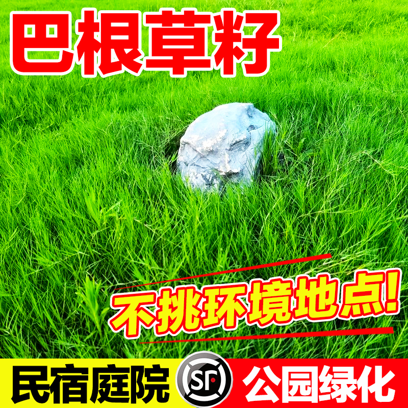 巴根草籽四季播种不挑环境地点