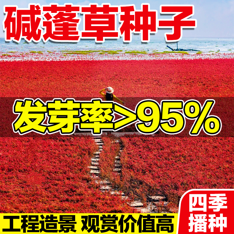 碱蓬草种子四季播种发芽率高