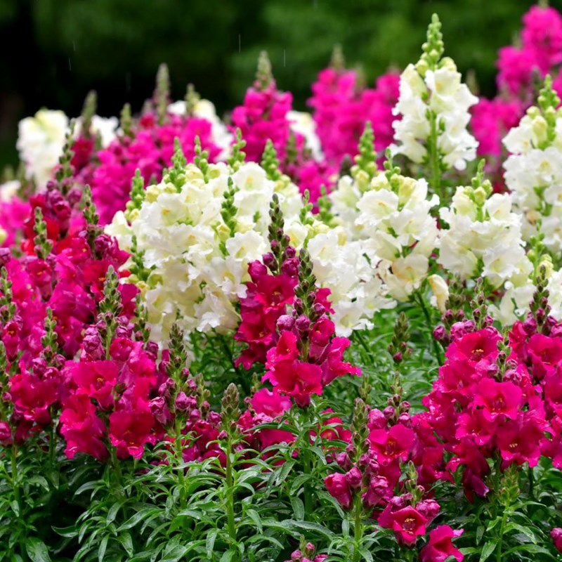 金鱼草 花种 子花籽 春播 耐寒 多年生 宿根