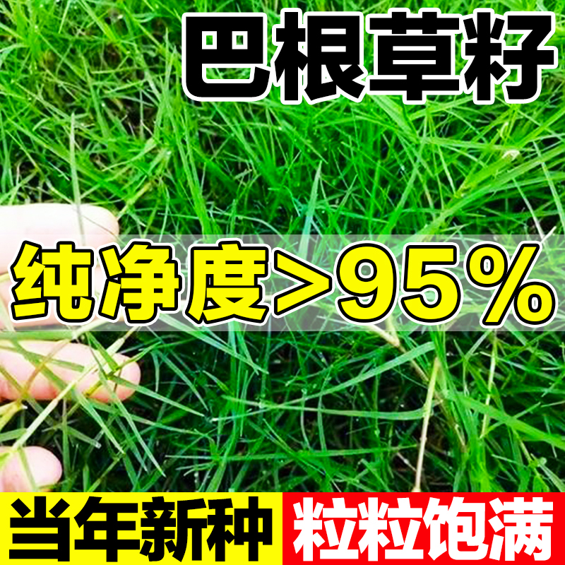 巴根草籽当年新种高纯净度