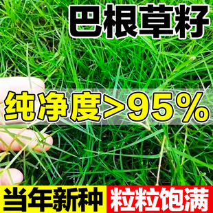 巴根草籽牛筋草种子狗牙根护坡绿化专家防水土流失种护坡固土草籽