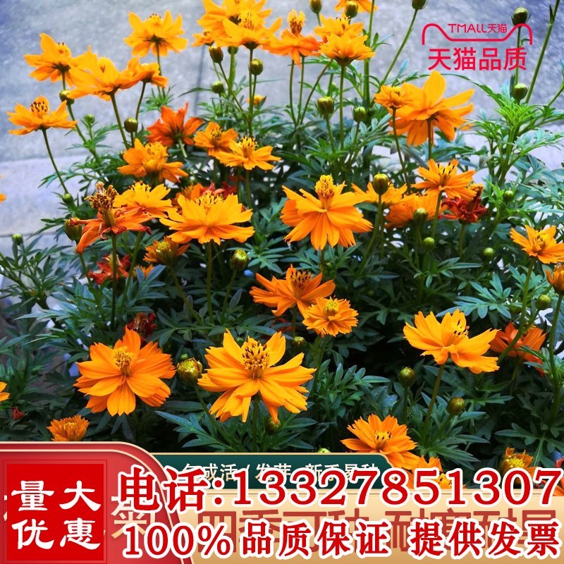 硫化菊种子黄波斯菊花种子黄秋英花籽 硫华菊种子四季易种 耐贫瘠