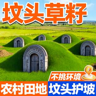 坟头草籽祭奠墓地四季常青响铃草籽耐贫瘠易养护多年生草本草种子