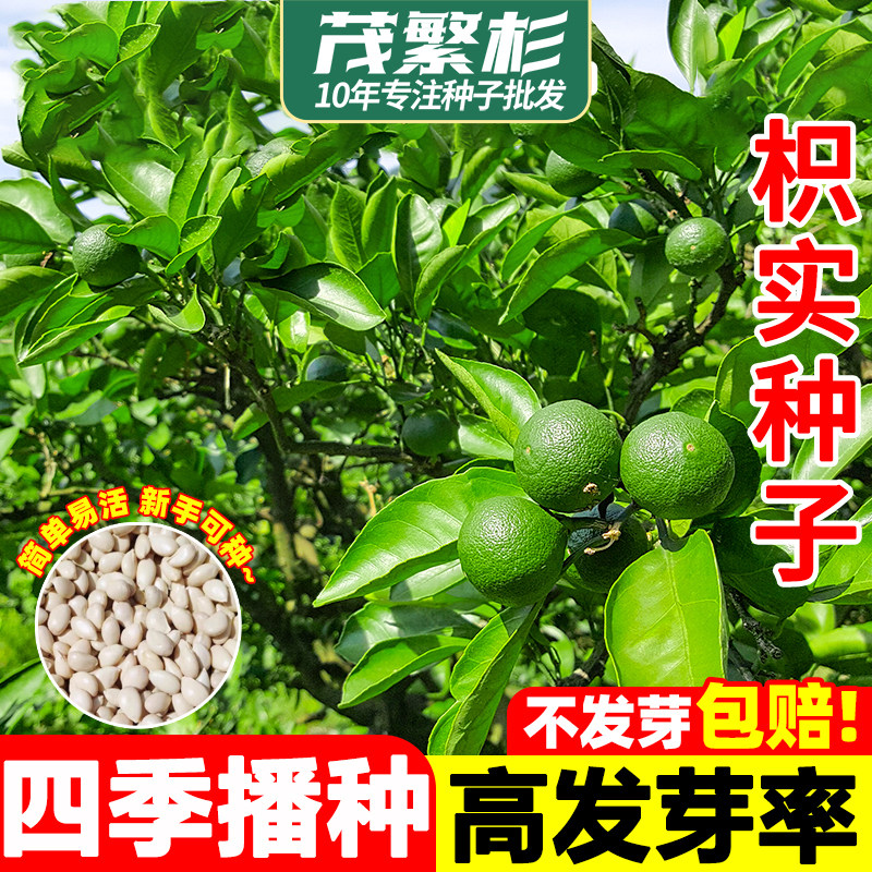枳实种子枸橘种子中药材枳壳沉蛋臭橘铁篱笆臭枳子铁篱寨果四季种