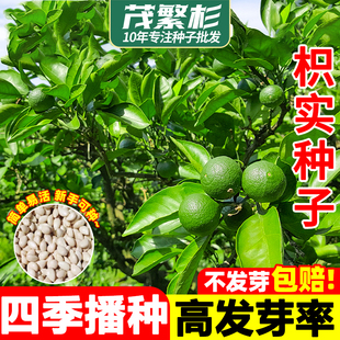 枳实种子枸橘种子中药材枳壳沉蛋臭橘铁篱笆臭枳子铁篱寨果四季种