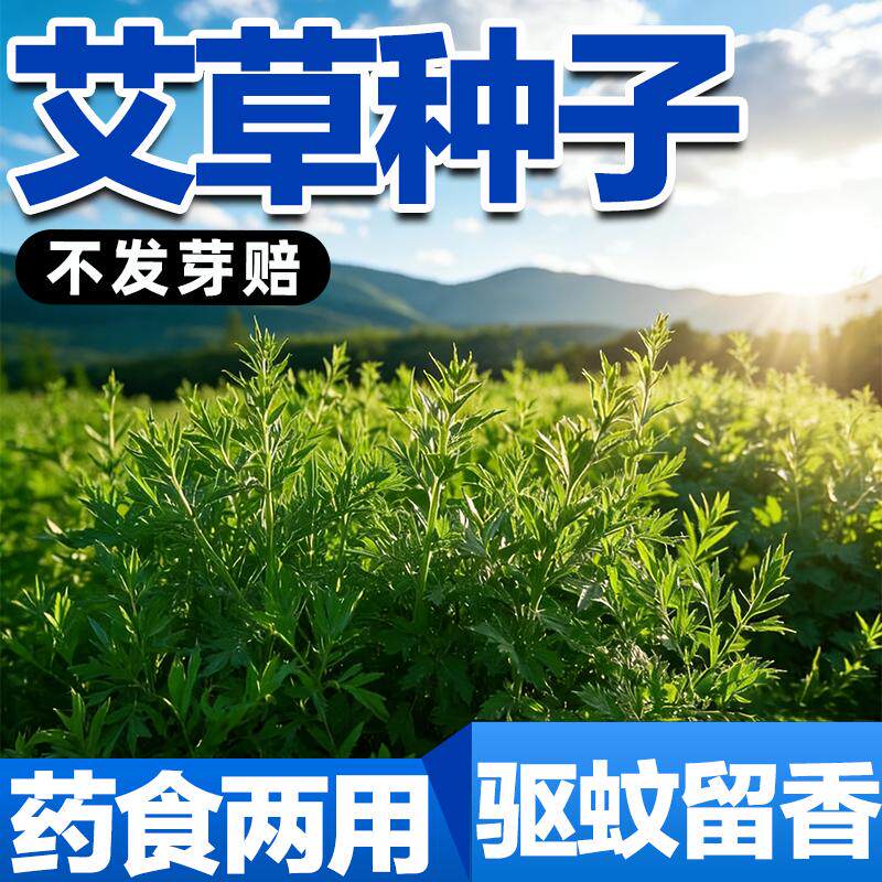 食用青团艾蒿野生大叶种子四季