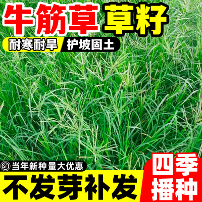 牛筋草种籽四季常青护坡固土