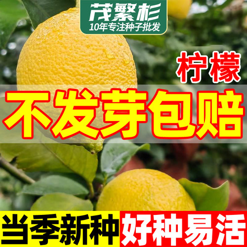新鲜柠檬种子果树种籽庭院盆栽