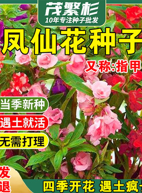 红色重瓣凤仙花种籽子指甲花染指甲草种籽孑四季盆栽种子阳台庭院