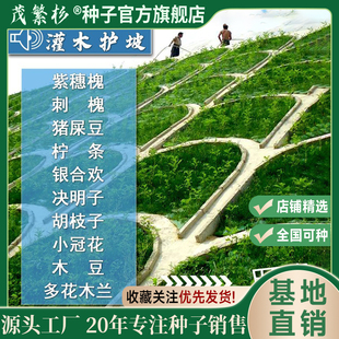 灌木种子紫穗槐刺槐猪屎豆多花木兰银合欢公路绿化护坡固土草种籽
