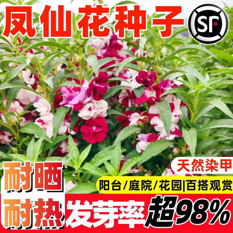 茶花凤仙花种子重瓣指甲花卉四季园艺易阳台盆栽室内外春季播花籽