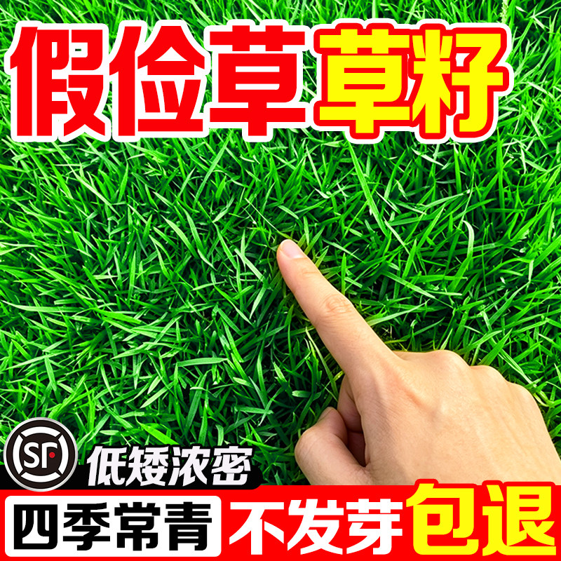 假俭草种子别墅庭院耐热低矮新种