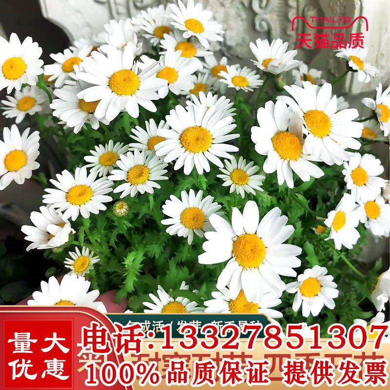 黄晶菊种子春俏菊种子白晶菊种子秋播花卉耐寒园林景观花海种子籽