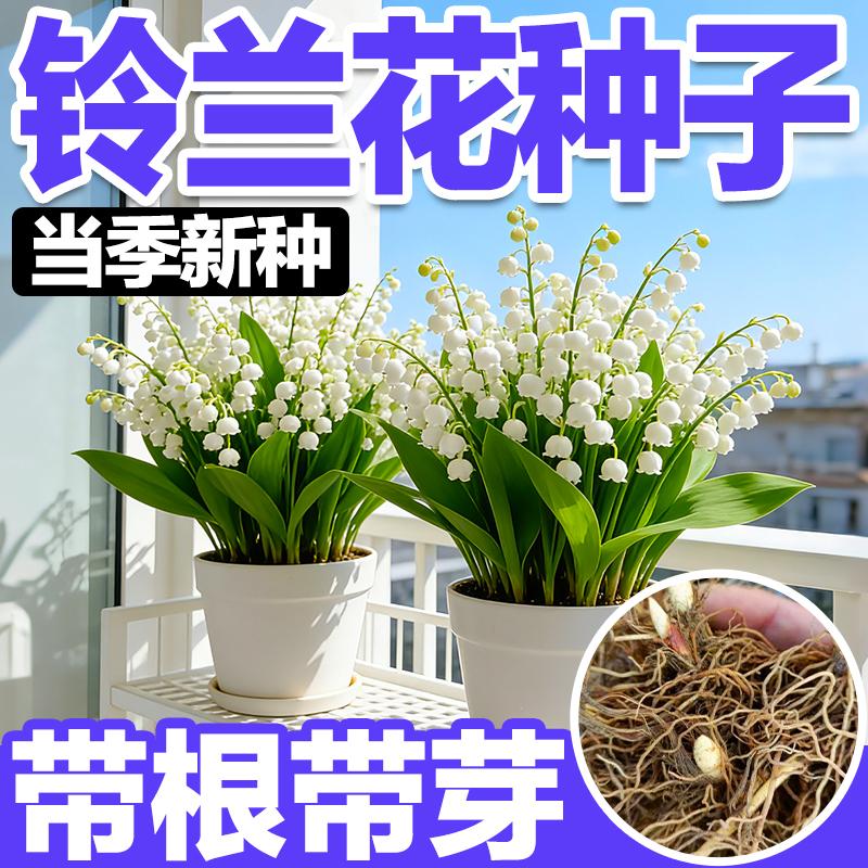 进口铃兰花种子带芽多年生浓香盆栽阳台庭院种植新手好养花卉花籽