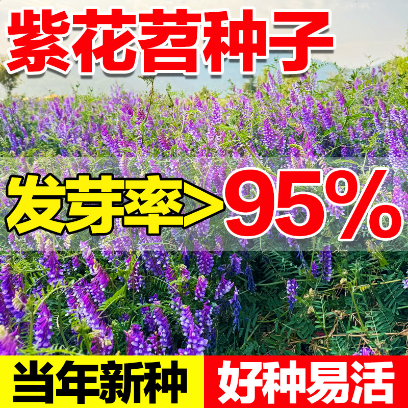 紫花苕种子光叶毛苕子牧草果园绿肥种籽高产箭舌野豌豆多年生草籽