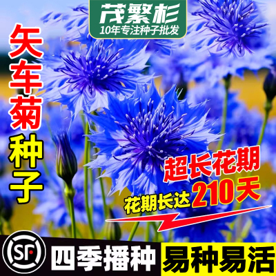 矢车菊花种籽四季播种开花耐旱