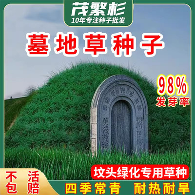 墓地草种子多年生草籽耐寒耐旱