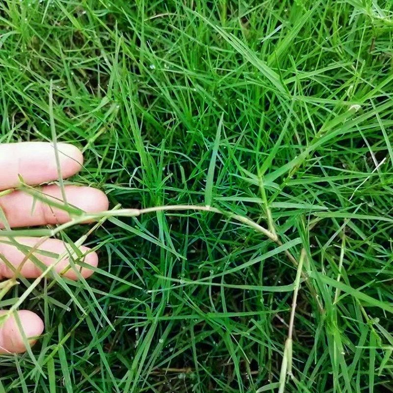 草坪种子草籽四季常青免修剪庭院狗牙根护坡固土巴根草绿化绊根草