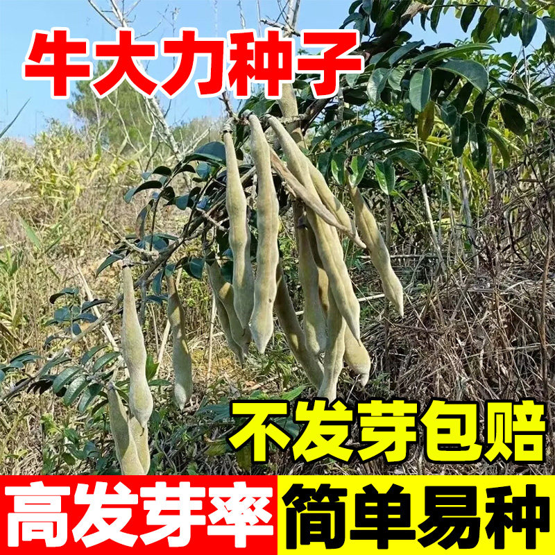 牛大力种子正宗野生牛大力