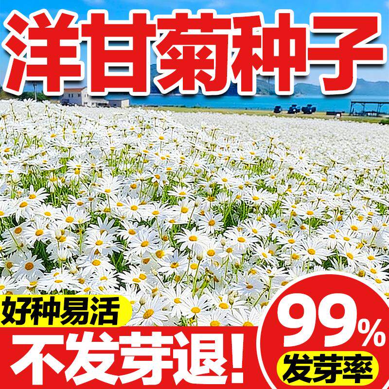 洋甘菊种子香草植物四季播种开花可泡茶观赏庭院阳台盆栽花种籽孑